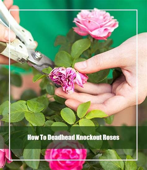 How To Deadhead Knockout Roses 6 Easy Steps
