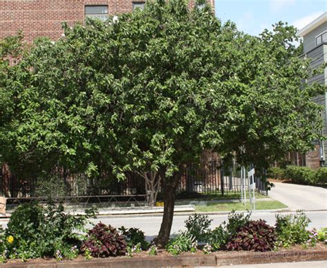 We did not find results for: Going Native: Our Top 10 Native Plants for Houston