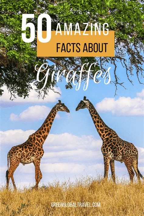 Fascinating Giraffe Facts Learn About Their Neck Mating Diet And More