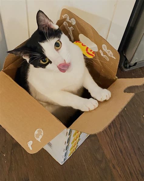 Blepping Tuxedo Cat In A Box Catsinboxes