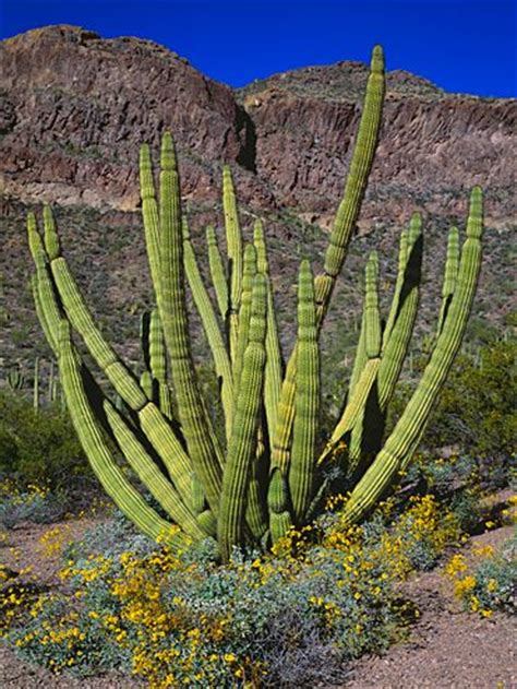 The saguaro is found only in the sonoran desert, which includes about 120,000 square miles of california and arizona. 162 best Desert Cactus and Flowers images on Pinterest ...