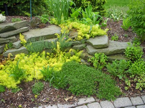 It is no chance, if you want one. GardenAtoZ - Good groundover bad actor - Garden A to Z
