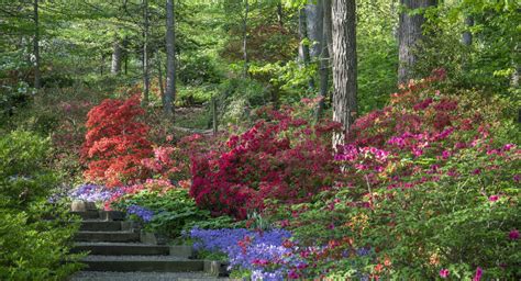 6 Azalea Gardens To Visit And See The Souths Signature Bloom This