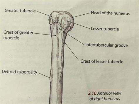 The subscapularis is inserted into the lesser tuberosity. The Shoulder: Bony Anatomy, Part 2 — Tami Apland