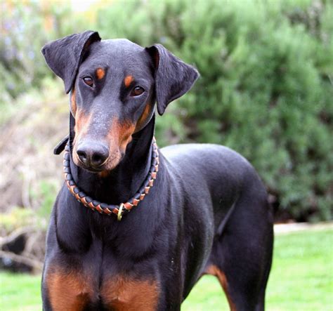 The Majestic Doberman Pinscher Everything You Need To Know All Big