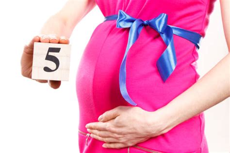 El Quinto Mes De Embarazo 17 Fotos El Desarrollo Del Feto Y La