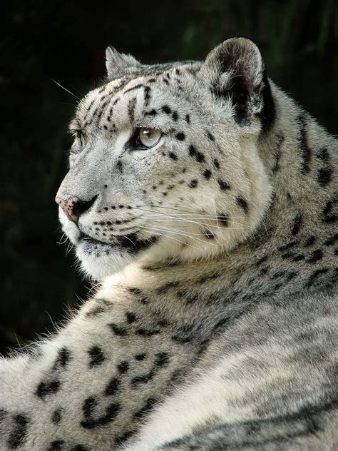 Maybe you would like to learn more about one of these? Pin by Visionsofouray on cat-like predators | Snow leopard, Animals beautiful, Wild cats