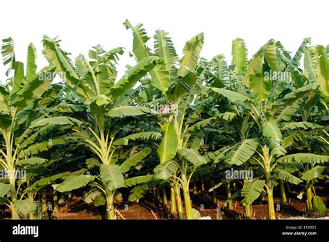 Banana Tree Farms Hi Res Stock Photography And Images Alamy