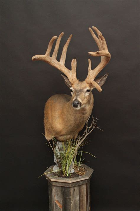 Whitetail — Orion Taxidermy Deer Hunting Decor Deer Mount Decor Deer Head Decor