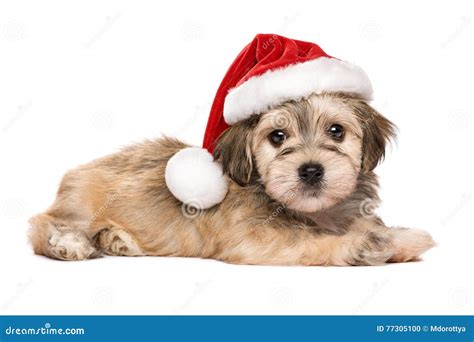 Cute Lying Christmas Havanese Puppy Dog Stock Photo Image Of Looking