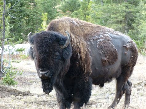 Finding Bison In Yellowstone The Good The Bad And The Rv