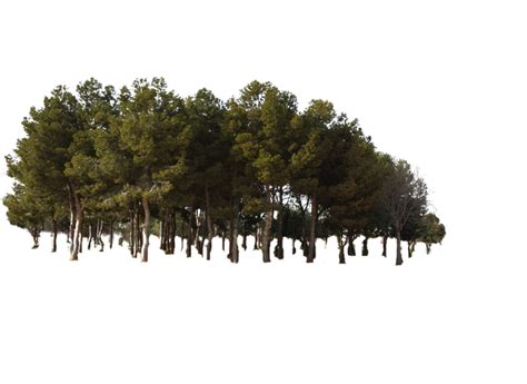 Forest Png Transparent Background Png Svg Clip Art For Web Download