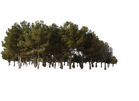 Forest Png Transparent Image Png Mart