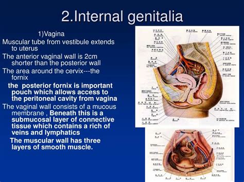 ppt anatomy of female reproductive system powerpoint presentation id 2937839