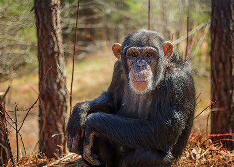 Rescued Lab Chimpanzees Arrive At Project Chimps Sanctuary