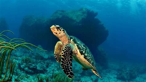 Turtle Underwater Wallpapers Wallpaper Cave