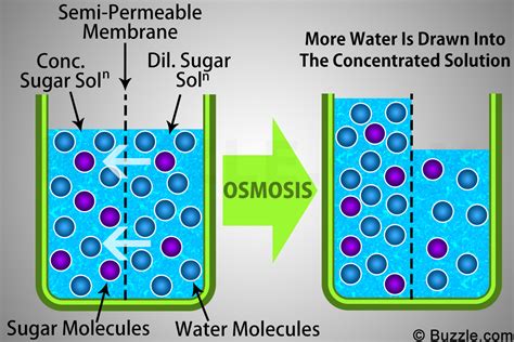 Osmosis meaning, definition, what is osmosis: Examples of Osmosis for a Better Understanding of the Concept - Science Struck