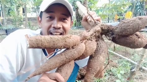 This is an easy kuih bingka ubi kayu (or baked cassava kuih) recipe, only a few simple ingredients are needed, no artificial. Cara Mudah Panen Ubi Kayu - YouTube