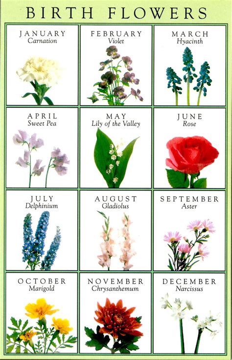 Learn more about each birth flower by selecting a month below and order birthday flowers for yourself or a loved one! January - Carnation | Birth flower tattoos, Birth month ...