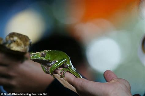 A Drug Made From Frog Poison Is Being Used As An Alternative Medicine