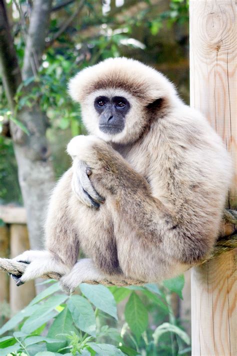 Interesting Facts About Gibbons: Vocal and Endangered Animals | HubPages