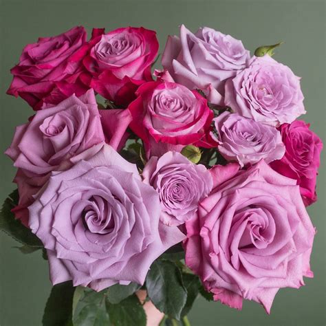 Popular Lavender Rose Varieties Flowerlink
