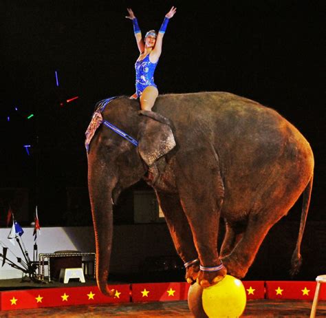 Circus Lionized For Cutting Animal Acts Will Bring Them Back