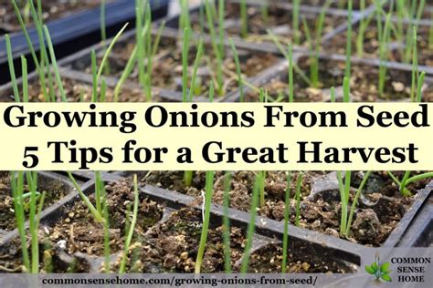 Growing Onions From Seed 5 Tips For A Great Harvest