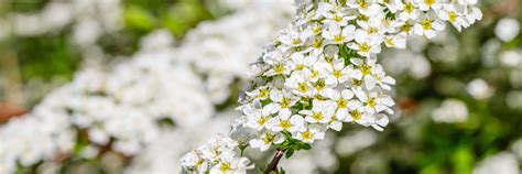 20 White Flowering Shrubs Uk