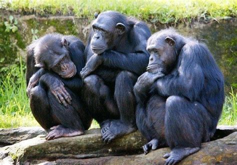 Check spelling or type a new query. 53 Funny Monkey Pictures That Prove Monkeys Are Just ...