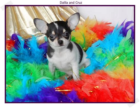 Blue Chihuahua Puppies For Sale Chichibabies Chihuahuas