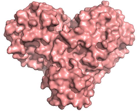 X Rays Size Up Protein Structure At The ‘heart Of Covid 19 Virus Ornl