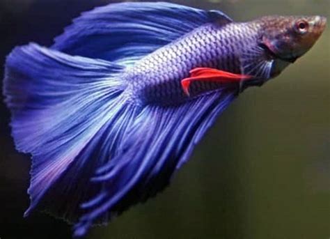 Pez Betta Cuidados Y Características En Tu Acuario