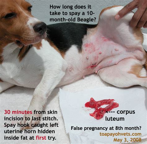 The benefits of neutering extend well beyond controlling the homeless dog population — literally saving lives. Can Neutered Dogs Get Females Pregnant - Adult Dating