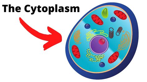 Cytoplasm The Important Fluid Of The Cell Youtube