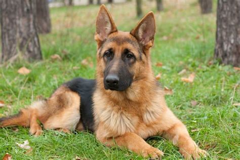 Your Ultimate Guide To The German Shepherd Wolf Mix K9 Web