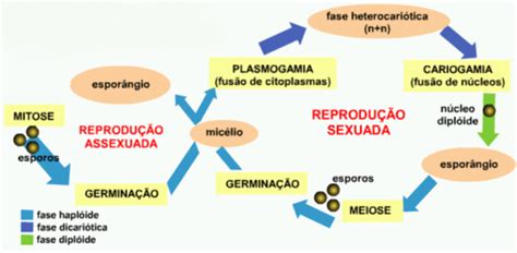 Desvantagens Do Processo Reprodutivo Em Relação Ao Processo Evolutivo