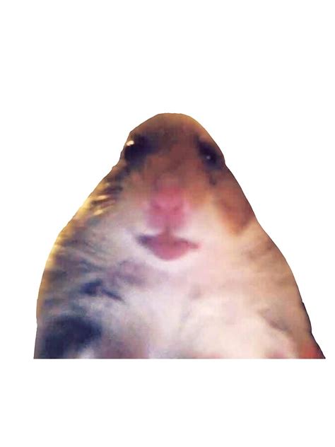 Hamster Meme Scarf For Sale By Shelbylickliter Redbubble