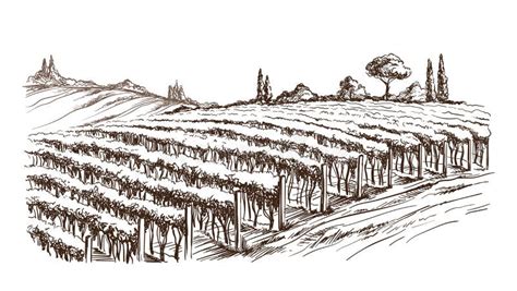 Rows Of Vineyard Grape Plants Stock Vector Illustration Of France