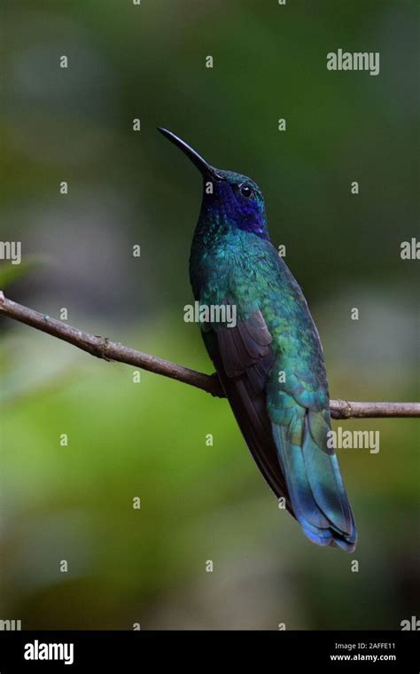 Sparkling Violetear Hummingbird Stock Photo Alamy
