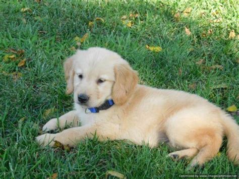 My golden retriever litters are akc registered, vet checked, have their first shots and deworming. AKC Golden Retriever puppies, ready now for Sale in Rolla ...