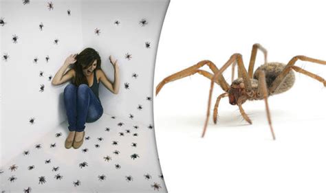Camel spiders can jump several feet in the air. British homes due to be invaded by spiders the size of ...