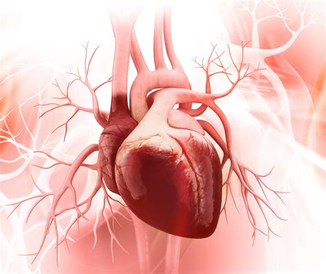Das Herz Funktion Und Anatomie Ratgeber Herzinsuffizienz