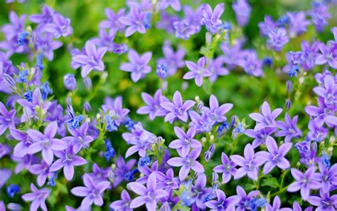 Small Blue And Purple Flowers 1920x1200 Wallpaper