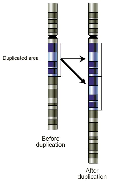 difference between deletion and duplication of chromosome compare the difference between