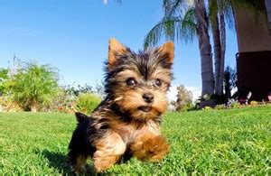 We strive to produce yorkie pups that are healthy, happy and loving. Yorkie Puppies For Sale in California, Yorkie Pups for ...