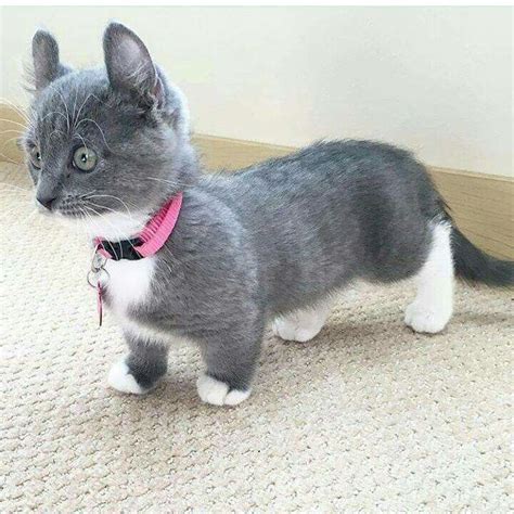 These poor cats have short legs, yet I can't resist the cuteness! Cute