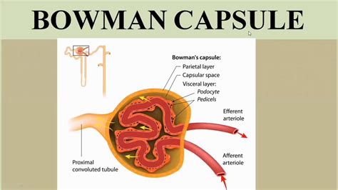 Renal Corpuscle Glomerulus And Bowmans Capsule Glomerular