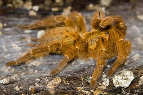 10 Of Africas Scariest Spider Species Spider Species Spider Scary