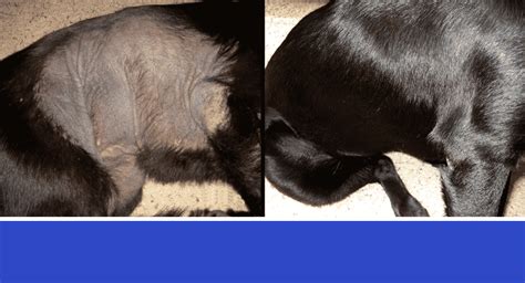 Dog Skin Problems Examples And Options Nzymes